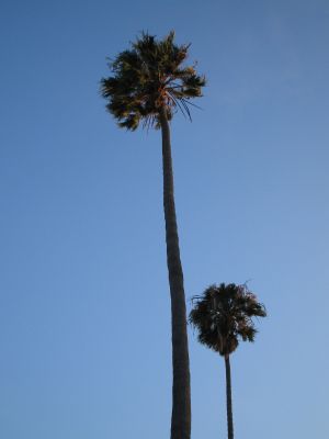 Palmeras