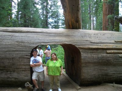 Tunel a trav�s de un arbol caido.