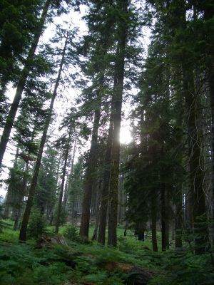 Sol entre los pinos.