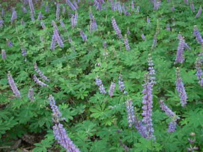 Florecillas en el bosque.