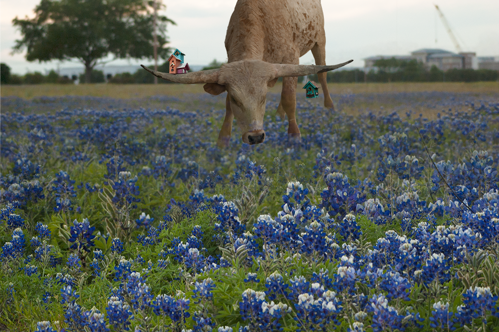 longhorn and bluebonnets