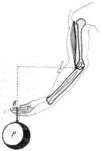 Fig. 27. El antebrazo C del hombre es una palanca de segundo g�nero. La fuerza que act�a se aplica en el punto I; el apoyo de la palanca se encuentra en el punto 0 de la articulaci�n; la resistencia que se vence (la pesa P) est� aplicada en el punto B. La distancia BO es, aproximadamente, 8 veces mayor que la IO.