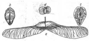 Fig. 33. Semillas voladoras: a - s�mara del arce; b - semilla del pino; c - del olmo; d - del abedul.