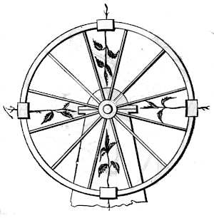 Fig. 43. Semillas de plantas leguminosas germinadas en la llanta de una rueda giratoria.  Los tallos se dirigen hacia el eje; las ra�ces, hacia fuera.