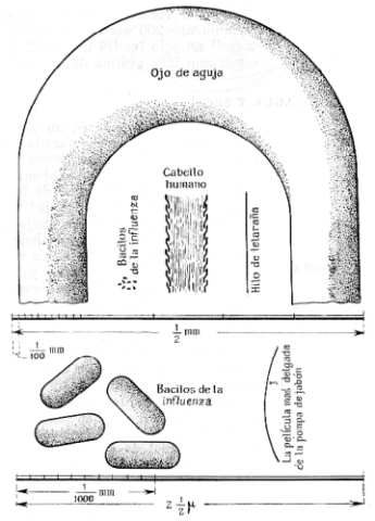 Fig. 69.  Arriba, el ojo de una aguja, un cabello humano, unos bacilos y un  hilo de telara�a, aumentados en 200 veces.  Abajo, unos bacilos y el espesor de una pel�cula jabonosa, aumentados en 40 000 veces. 1 u = 0,0001 cm.