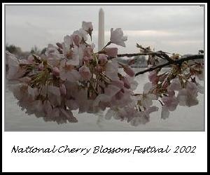 Cherry blossoms 2002