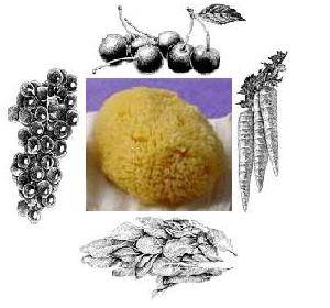 Sponge, fruits, veggies