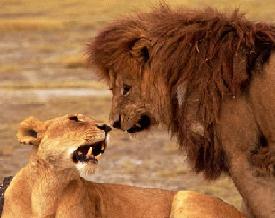 Two lions