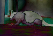 � The cat of the ambassador, a erotic story - by Gerhard-Stefan Neumann ...