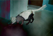 � The cat of the ambassador, a erotic story - by Gerhard-Stefan Neumann ...