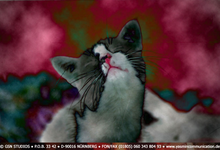 � The cat of the ambassador, a erotic story - by Gerhard-Stefan Neumann ...