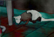 � The cat of the ambassador, a erotic story - by Gerhard-Stefan Neumann ...