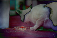 � The cat of the ambassador, a erotic story - by Gerhard-Stefan Neumann ...
