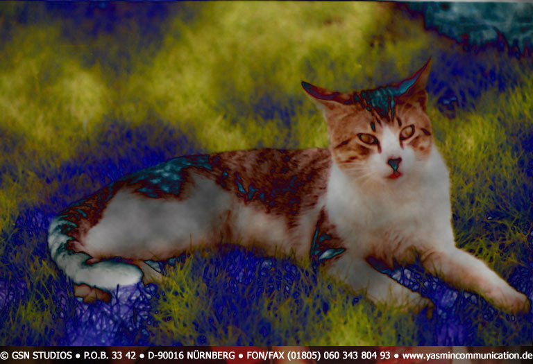 � The cat of the ambassador, a erotic story - by Gerhard-Stefan Neumann ...