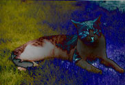 � The cat of the ambassador, a erotic story - by Gerhard-Stefan Neumann ...