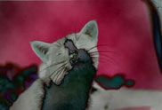 � The cat of the ambassador, a erotic story - by Gerhard-Stefan Neumann ...