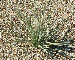 Desert Spoon