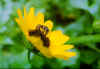 bee001.jpg (26116 bytes)