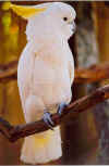 bird003small.jpg (34652 bytes)