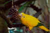 bird006small.jpg (29809 bytes)