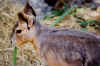 cavysmall.jpg (51899 bytes)