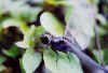 dragonfly01small.jpg (18304 bytes)