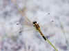 dragonfly02small.jpg (12409 bytes)