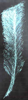 feather1a.jpg (115549 bytes)