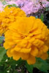flower001.jpg (29734 bytes)
