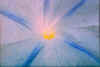 flower002.jpg (24289 bytes)