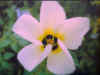 flower003.jpg (24050 bytes)