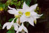 flower005small.jpg (31745 bytes)