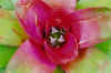 flower012small.jpg (35145 bytes)