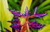 flower017small.jpg (37057 bytes)