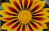 flower021small.jpg (39734 bytes)