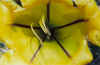 flower037small.jpg (25658 bytes)