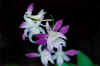 flower038small.jpg (24456 bytes)