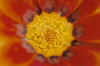 flower039small.jpg (29912 bytes)