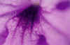 flower040small.jpg (25822 bytes)