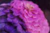 flower45small.jpg (34751 bytes)