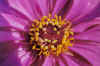 flower47small.jpg (41515 bytes)