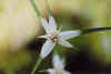 flower48small.jpg (21512 bytes)