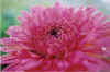 flower50small.jpg (33820 bytes)