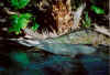 gharial001small.jpg (65799 bytes)