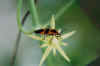 insectsmall.jpg (18405 bytes)