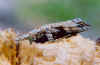 lizard003small.jpg (28874 bytes)
