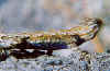 lizard004small.jpg (84300 bytes)