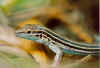 lizard006small.jpg (17945 bytes)