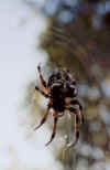 spidersmall.jpg (28302 bytes)