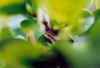 treefrog002small.jpg (21678 bytes)